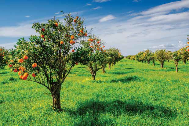Seasonal Fruit Orchard Seasonal Fruit Orchard
